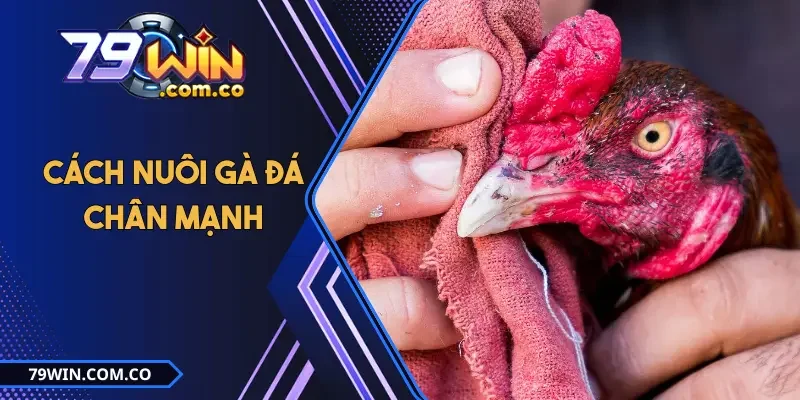 Cách Nuôi Gà Đá Chân Mạnh Trong 21 Ngày Cực Kỳ Hiệu Quả 1 Cách Nuôi Gà Đá Chân Mạnh Trong 21 Ngày Cực Kỳ Hiệu Quả